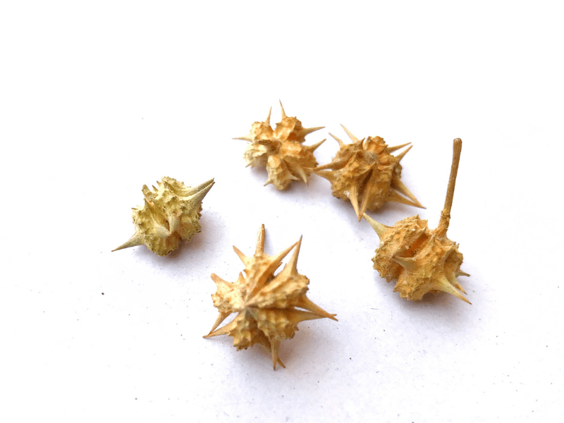 tribulus bitkisi