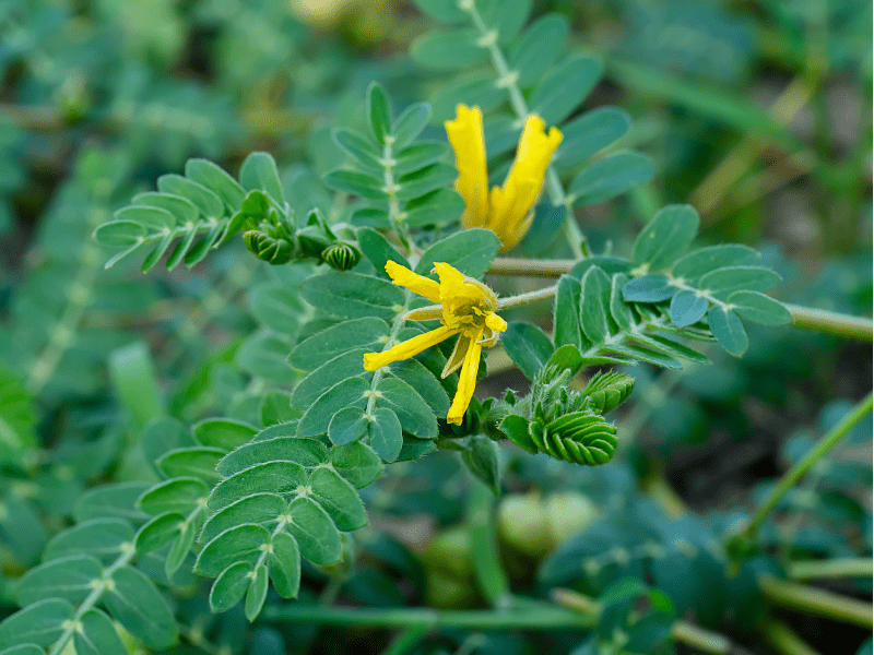 iron thistle plant