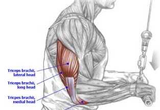 músculo posterior del brazo