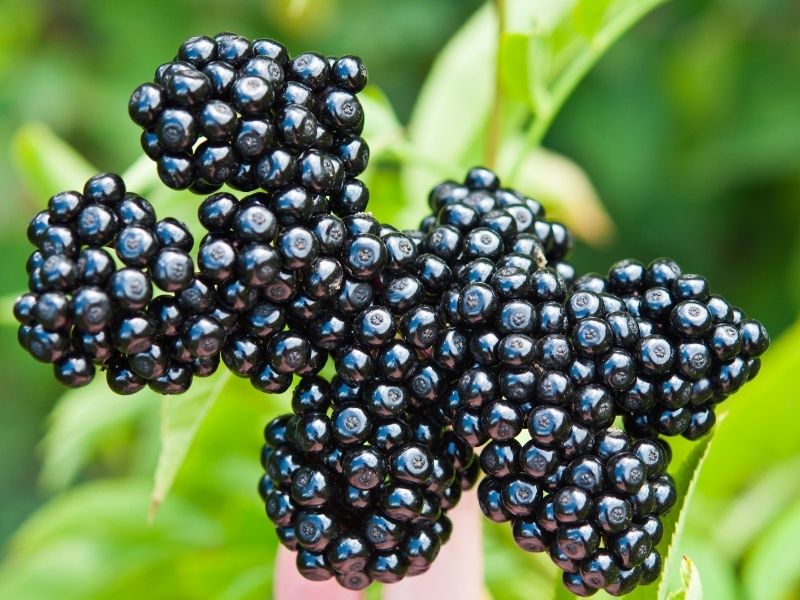 immune-boosting elderberry supplement