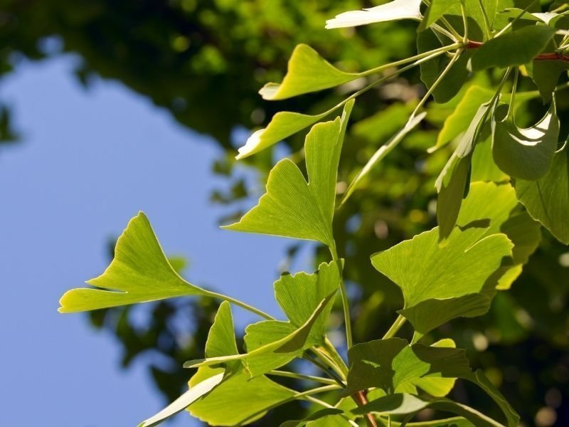 Gingko Biloba o'simlik