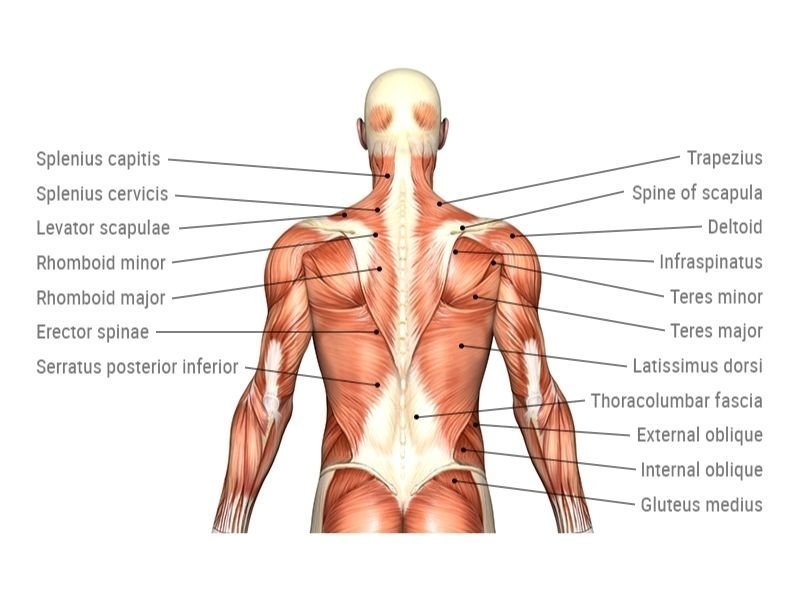 názvy zádových svalů