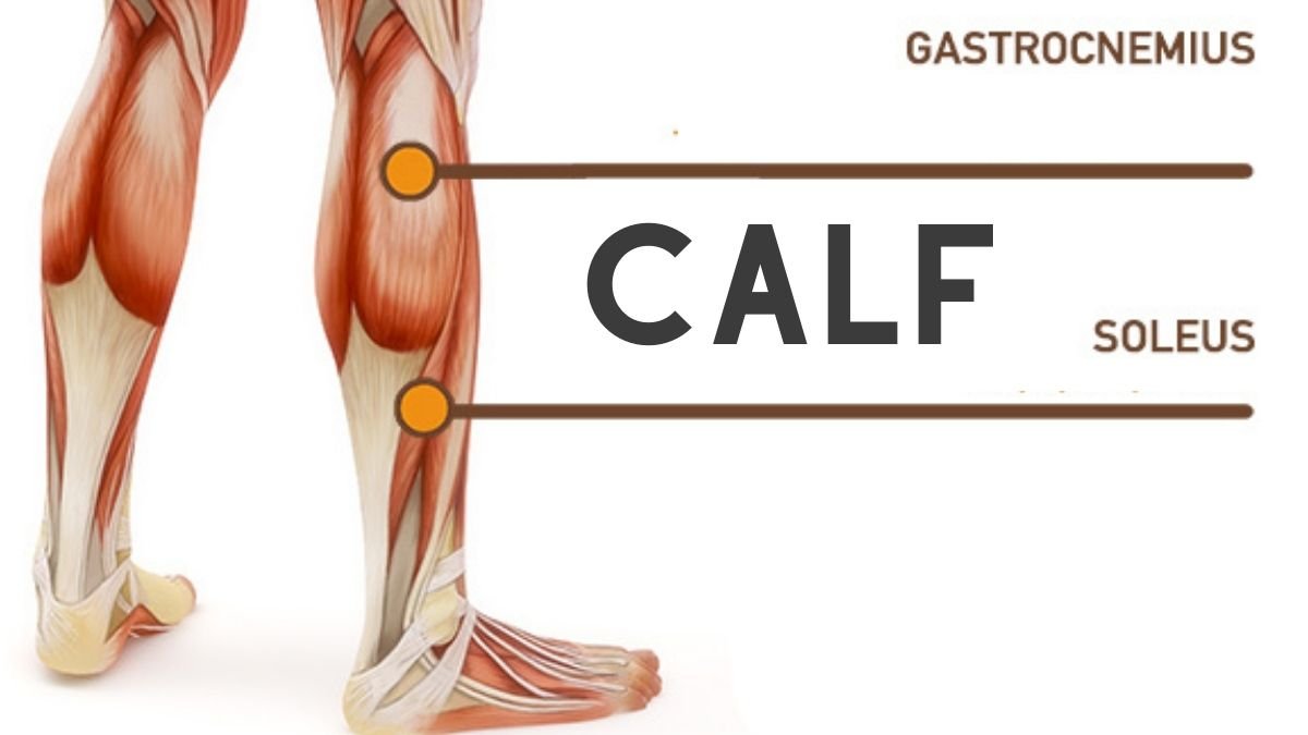 What does calf muscle mean?