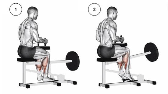 seated calf raise hareketi