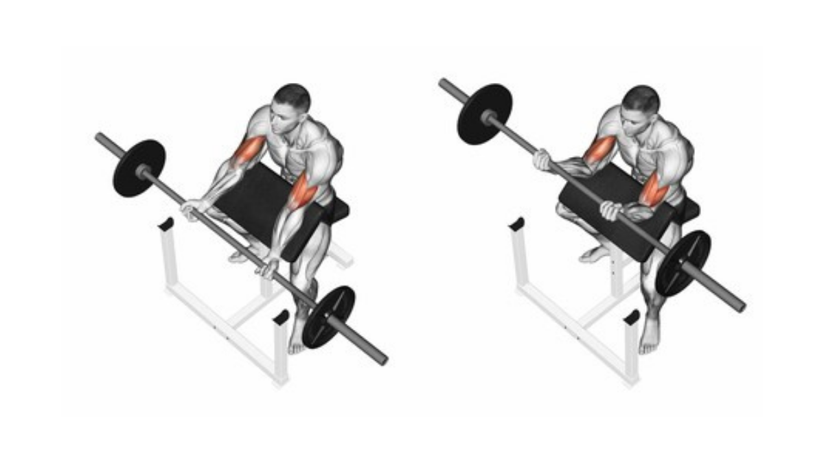 barbell curl biceps movement