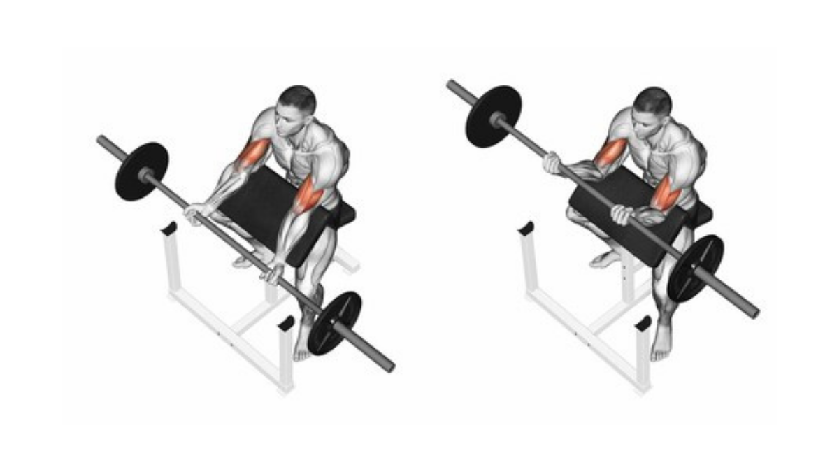 gerakan bisep barbell curl