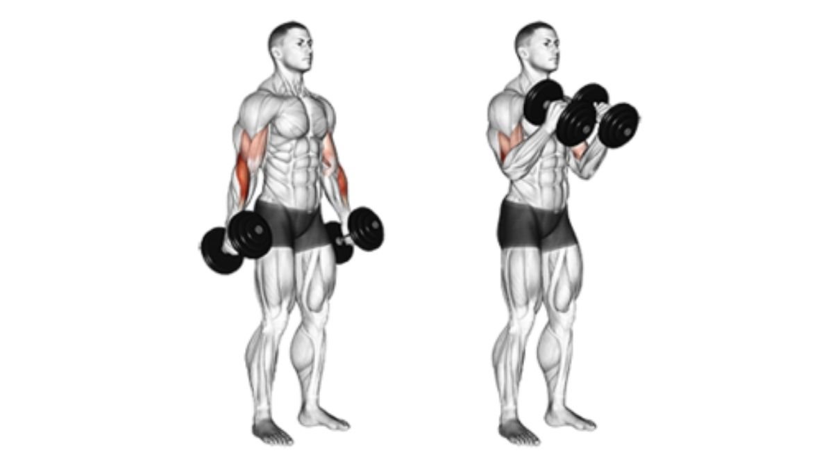 hammer curl biceps move