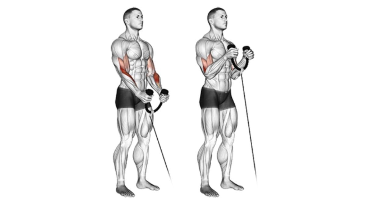 konopac biceps curl