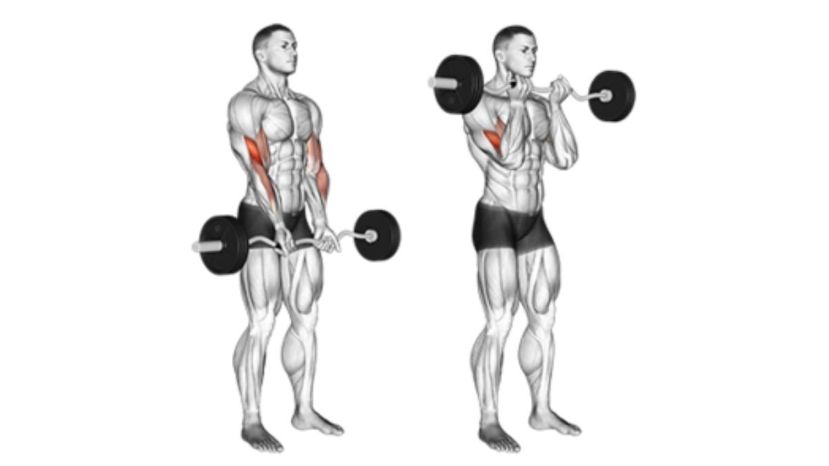 z bar curl bisep bergerak