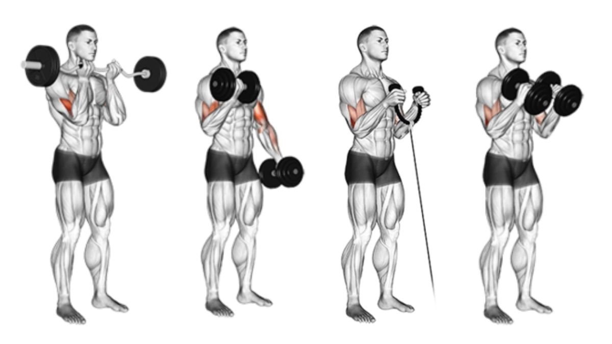 best biceps moves