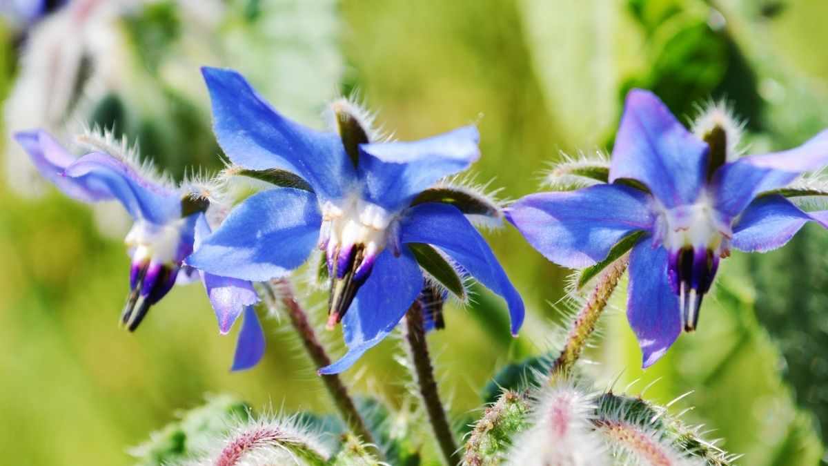 borage bitkisi və yağı