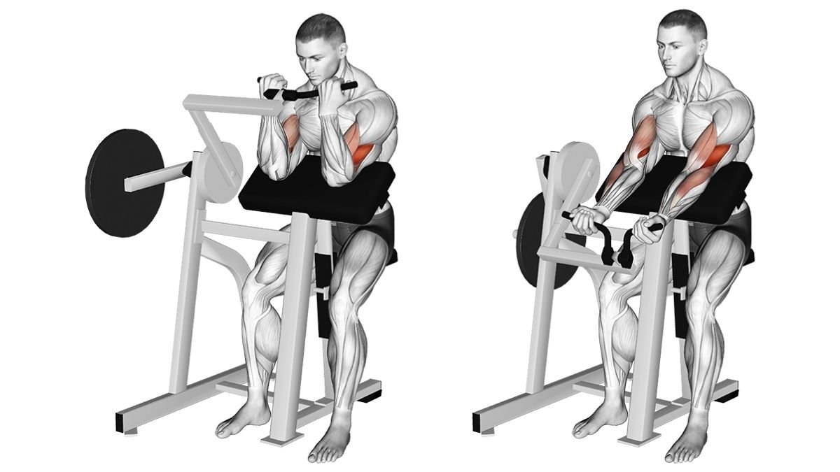 Подъем штанги на бицепс на скамье Скотта
