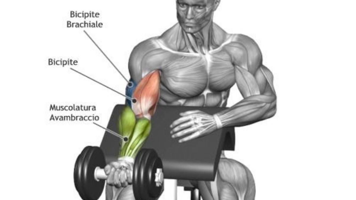 Muscle group worked by preacher curl