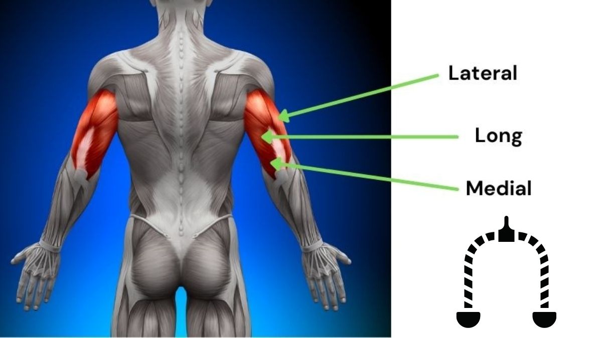 What muscles does the rope triceps pushdown work