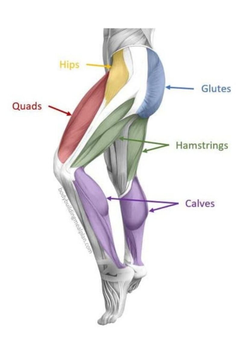 Beinanatomie und Beinmuskulatur