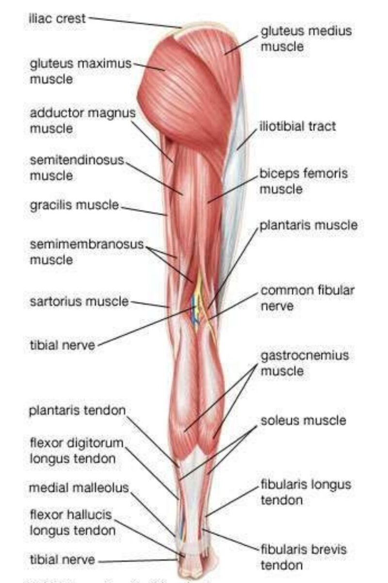 Beinanatomie und Beinmuskulatur