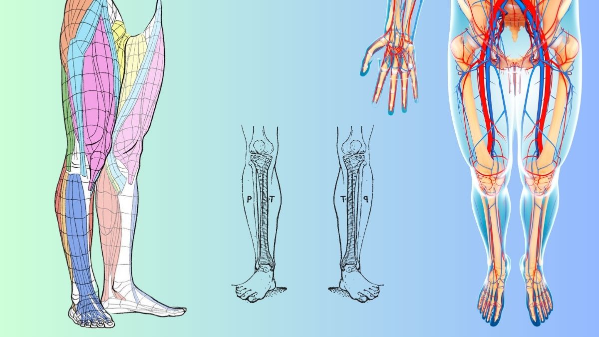 脚の解剖学と脚の筋肉について
