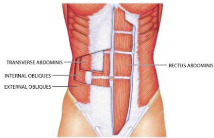 Estructura muscular de Adonis