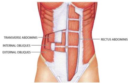 Estrutura muscular de Adônis